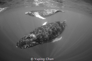 Mother and calf/Humpback whale/Vava'u Tonga by Yuping Chen 
